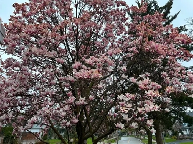 Entire Main Floor Rent ! Best Deal ! Image# 1