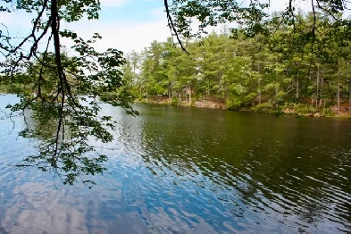 Waterfront Lots- 3  acres -under $300,000 in Kawartha's Image# 7