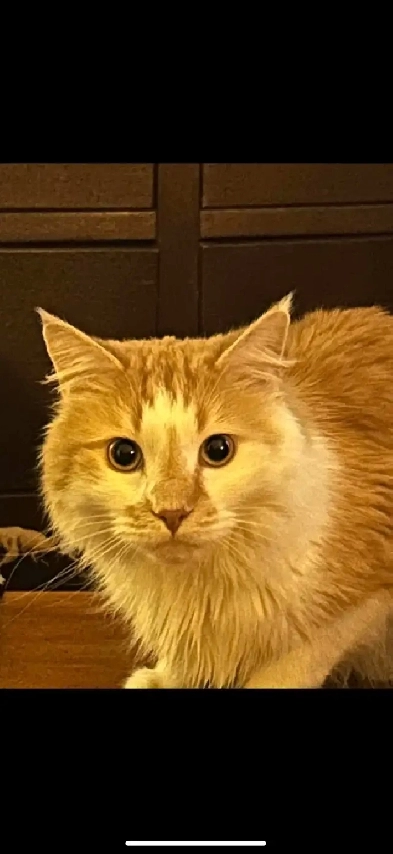 Looking for a basement suite Image# 1