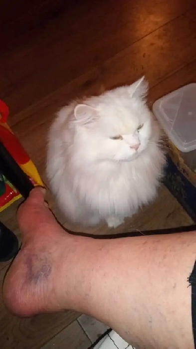 chambre a louer a pt Viau Laval Image# 1