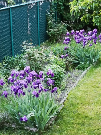 Très grand logement 5 1/2 avec STATIONNEMENT Image# 1