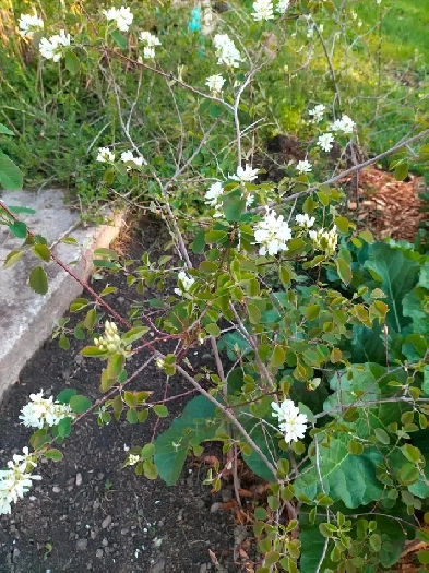 Bedroom for rent at Sandstone Image# 1