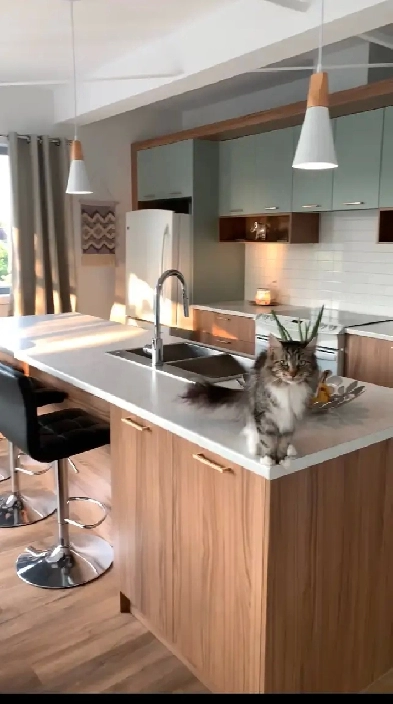 Appartement/condo à louer Image# 2