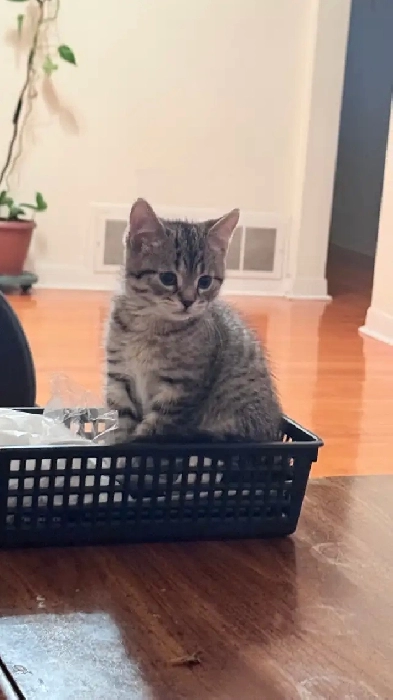 2 bedroom basement available Image# 1