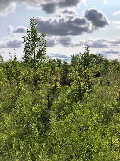 Land Lot For Sale Tecumseh Ontario County Image# 3