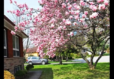 AVAILABLE  BASEMENT ROOM FOR RENT (WALK TO SUBWAY  YONGE/FINCH Image# 1