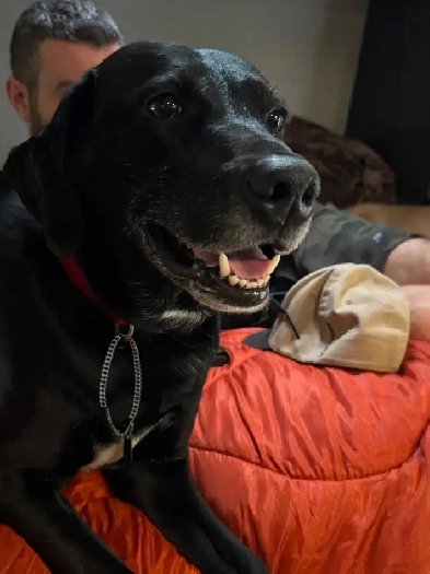 Family of 6 with pets looking for a 5 bedroom home Image# 2