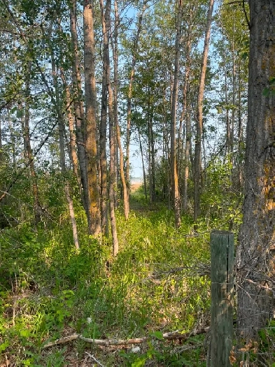 Lake Lot Rural Wetaskiwin County For Sale Image# 8