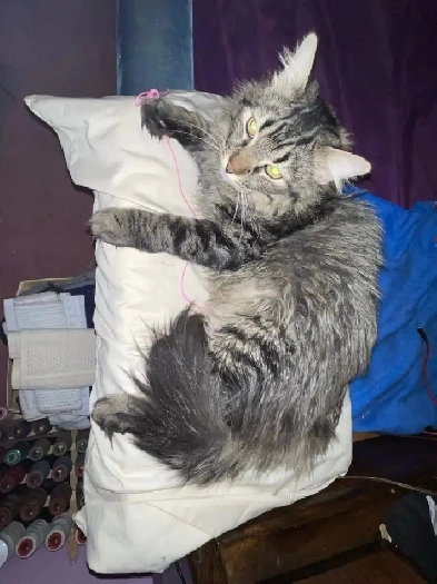 Room 4 Rent Bowden Image# 1