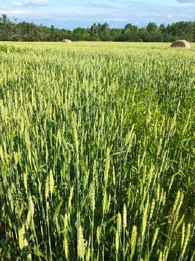 50 acres of winter wheat for sale. Approx 50 bales plus 50 acres