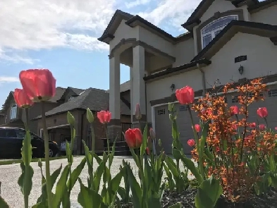 West Mountain Hamilton - Room for Rent - July 1st Image# 1
