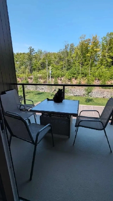 appartement 4 1/2 à louer quartier Roc Pointe, Lévis Image# 1