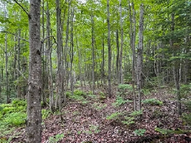 Stratford, Estrie. Belle terre à bois de  -25 acres, zonée blanc Image# 4