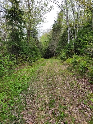 Lot à bois St-Luc-de-Matane Image# 1