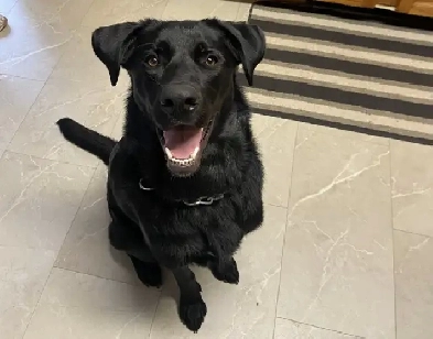 Dog Friendly Apartment Wanted Image# 1