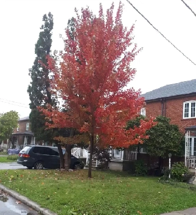 Furnished rooms in Toronto $ 575 - $750 Image# 10
