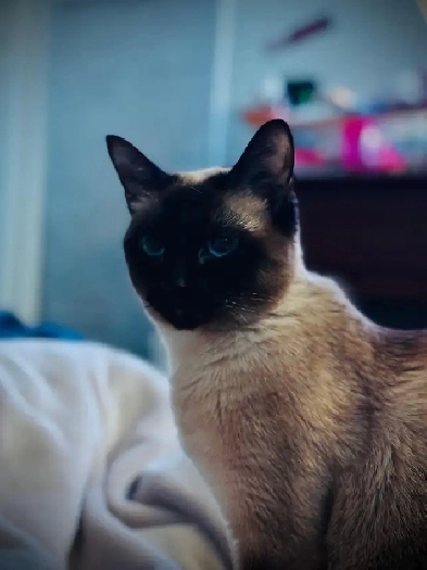Looking for a room for my cat and I Image# 1