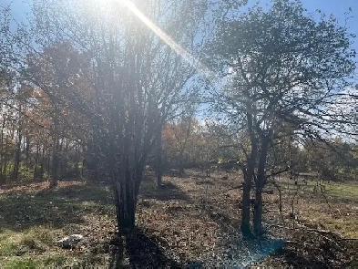 2.5 ACRE HOME SITE IN ELGINBURG Image# 2