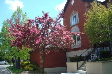Executive home to share - Furnished Image# 9