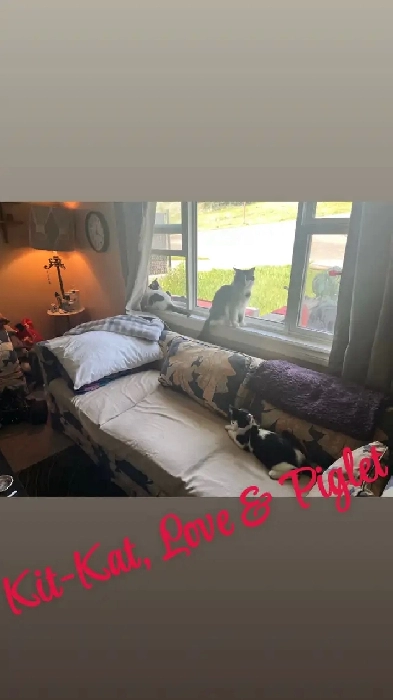 CALGARIAN SEEKING IMMEDIATE PET-FRIENDLY RENTAL(3 CATS!) Image# 4