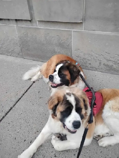 Retired male 63 W 2 friendly st Bernards looking for small  ap Image# 1