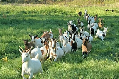 Looking for a Hobby Farm  ? Now’s Your Time! Image# 5