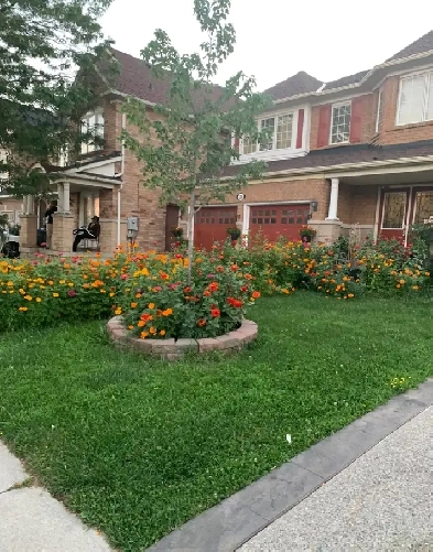 Spacious 2-Bedroom Basement for Rent in Brampton Image# 2