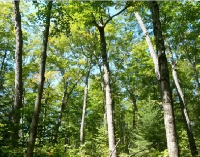 LAND FOR SALE Image# 1