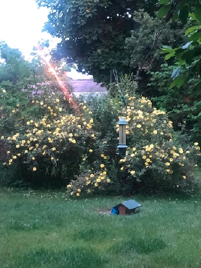 Bright basement suite  for a single student/working individual Image# 1