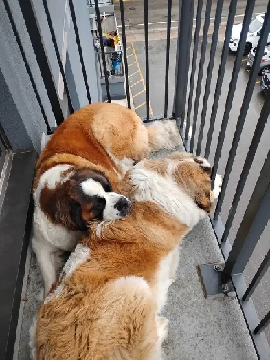 Retired male 63 W 2  St Bernard dogs looking for country Image# 1