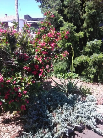 For non smoker ,nice room ,available right Now! Image# 1