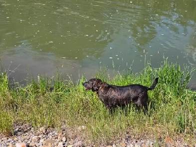 Looking for a room to rent in olds or bowden.pet friendly. Image# 1