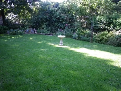 Large, Quiet Walkout with big yard and lots of birds that visit Image# 1