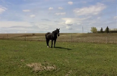 Horse Barn for Rent (Calgary/Airdrie) Image# 5