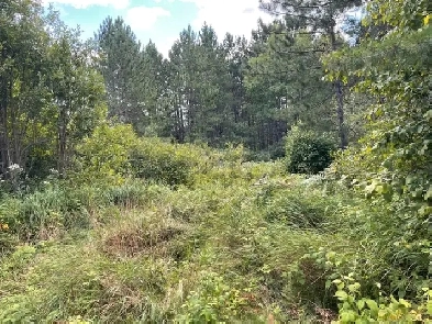 Large Acreage Opportunity! Image# 5