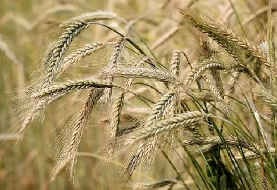 136 acres of Barley for sale Image# 1