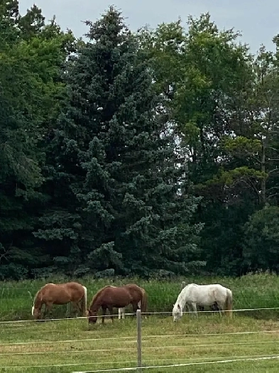 Hobby farm for equestrians Image# 4
