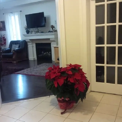 On daily basis room is available in a good price in Brampton Image# 1