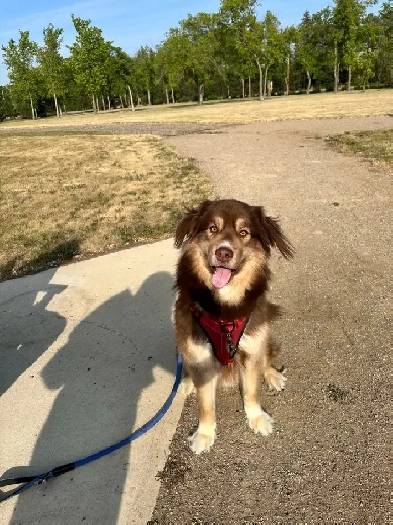 Looking for a place thats pet friendly for rent Image# 1