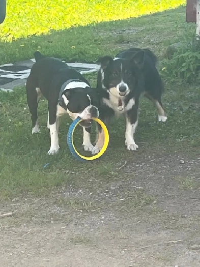2 mature adults looking to rent Image# 2