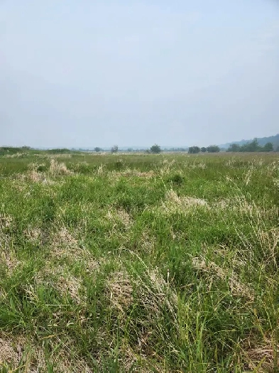156 acres for sale Image# 10