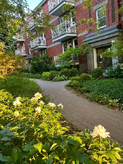 Grand Appartement  - Large 3 1/2 - Côtes-des-neiges -Outremont - Image# 1