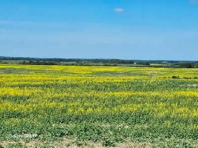 quarter section of grain land Image# 1