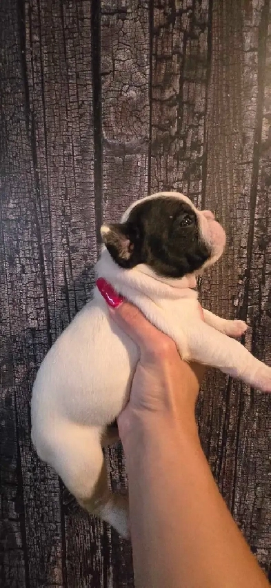 bouledogue français pur race Image# 4