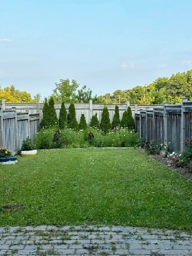 Basement walk out for rent in Vaughan Image# 1