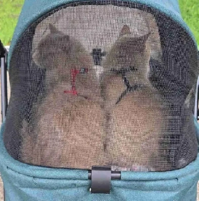2 women. 3 cats. looking to rent Image# 1