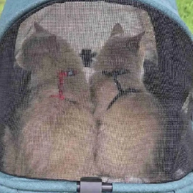 2 Women. 3 Cats. Looking to Rent Image# 4