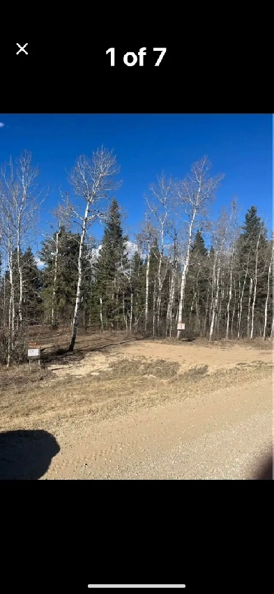 Beautiful treed Image# 1