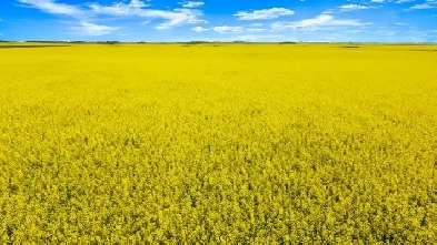 7 Quarters Productive Farmland Black Soil Dysart, SK RM 217 Image# 7