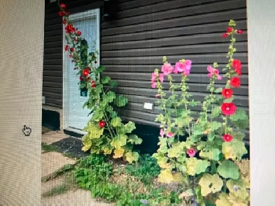 UAarea/2minToSouthgate mall LRTtoUA Campus/Downtown Nait/MacEwa Image# 1